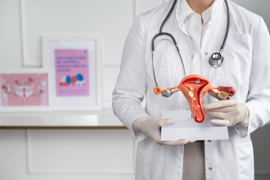A doctor holding a uterus model