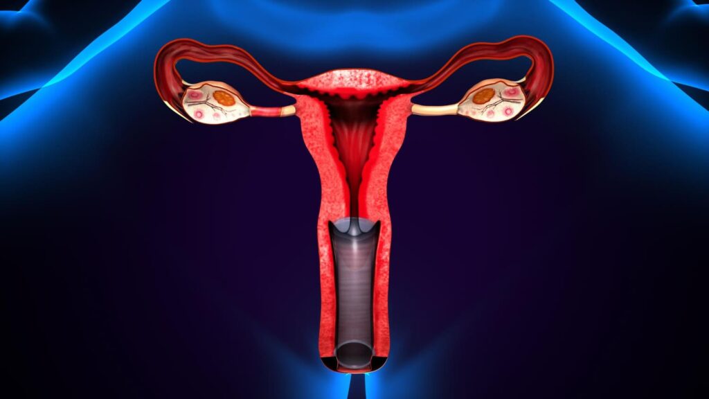 Female reproduction system 3d illustration